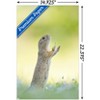 Trends International The Comedy Wildlife Photography Awards: Perdita Petzl - Conducting Unframed Wall Poster Prints - 3 of 4