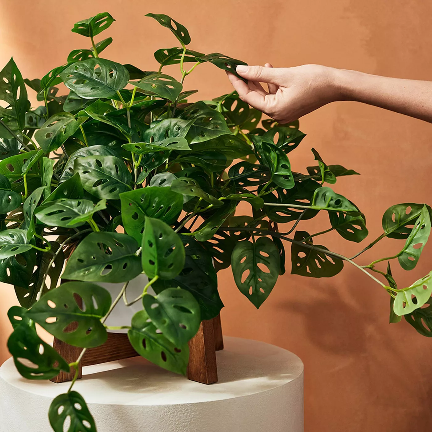 23" x 24" Faux Monstera Adansonii Plant in Pot with Wood Stand White - Hilton Carter for Target - image 4 of 5