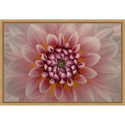 Pink Dahlia Macro Botanical Canvas Print with Maple Frame