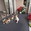 44 Pcs H Style 12" Patio Deck Tiles, DIY interlocking, for indoor and outdoor use like porch, poolside, balcony, backyard. - 3 of 4
