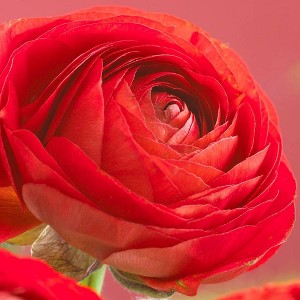 Van Zyverden 25ct Bulbs Butter Cups Ranunculus Double Red - 1 of 4