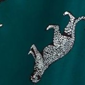 deep emerald leopard