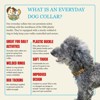 Country Brook Petz Everyday Nylon Dog Collar - 4 of 4