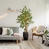 HomeStock  4.8 ft. Artificial Ficus Tree in Planter for Indoor/Outdoor - 3 of 3