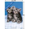 Trends International Keith Kimberlin - Kittens - Twins Unframed Wall Poster Prints - 3 of 4