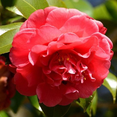 3pc 'Curly Lady' Camellia - National Plant Network