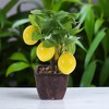 Unique Bargains Artificial Plants Plastic Orange 3.15"x3.15"x9.06" 1 Pcs - 2 of 4