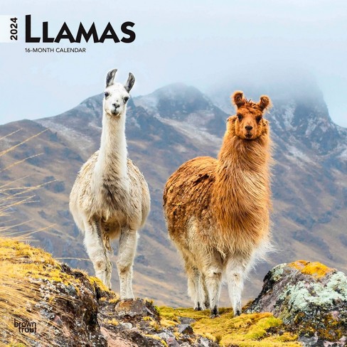 Browntrout 2024 Wall Calendar 12x12 Llamas : Target