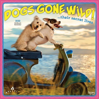 2022 Square Calendar Dogs Gone Wild - BrownTrout Publishers Inc