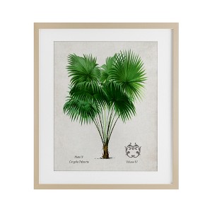 Stupell Industries Vintage Fan Palm Plant Framed Print Under Glass - 1 of 4