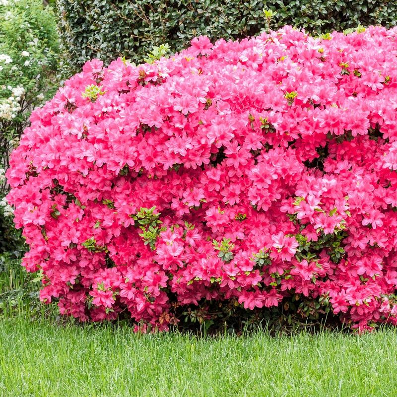 2.5qt Macrantha Pink Azalea Plant with Pink Blooms - National Plant Network, 5 of 6