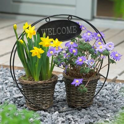 Welcome Container Garden Set of 25 Bulbs - Yellow and blue - Van Zyverden