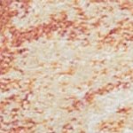 orange/cream
