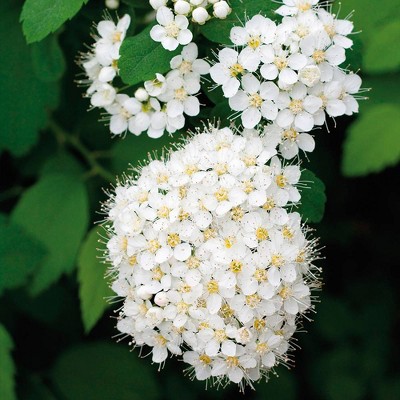 Van Zyverden Spiraea Van Houttei Root Stock