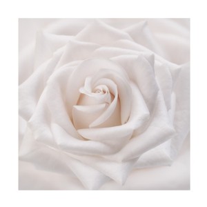 Trademark Fine Art -Cora Niele 'Soft White Rose' Canvas Art - 1 of 4