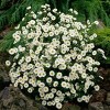 Van Zyverden 5ct Aster White Ladies Roots - 3 of 4