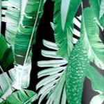 green palm leaves