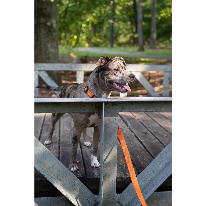 Country Brook Petz American Made Deluxe Orange Nylon Dog Collar, Small, 2 of 9