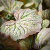 Sullivans Artificial 11.75" Hanging Sage Begonia Bush, Green - 2 of 2