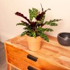 Live 4" Calathea Rattlesnake Potted Houseplant - 2 of 3