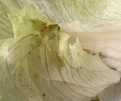 Guest review image 2 of 2, zoom in