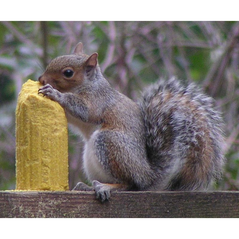 C&S Products Squirrelog Wildlife Corn Squirrel and Critter Food 32 oz, 4 of 5