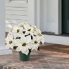 Puleo 22" Pre-Lit Battery-Operated Artificial Potted White Poinsettias - 2 of 4