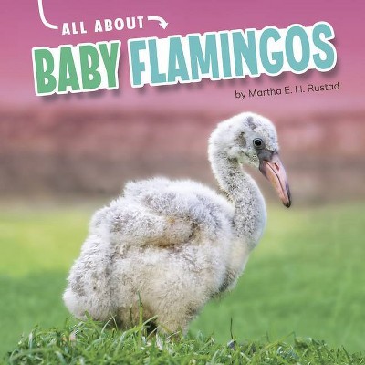 All about Baby Flamingos - (Oh Baby!) by  Martha E H Rustad (Hardcover)