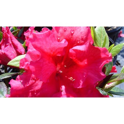 2.5qt Red Ruffle Azalea Plant with Red Blooms - National Plant Network