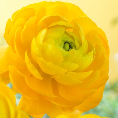 Butter Cups Ranunculus Set of 25 Bulbs - Yellow - Van Zyverden