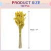 Unique Bargains Decorative Natural Dried Floral Bunny Tail Artificial Plants 120 Pcs - 2 of 4