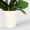Live 5" White Premium Orchid Houseplant - Good Little Garden™ - 3 of 4