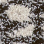 cream/black
