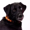 Country Brook Petz Martingale Dog Collar - Camouflage Collection - 3 of 4