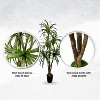 Cypress & Alabaster | Yucca In Growers Pot - image 4 of 4