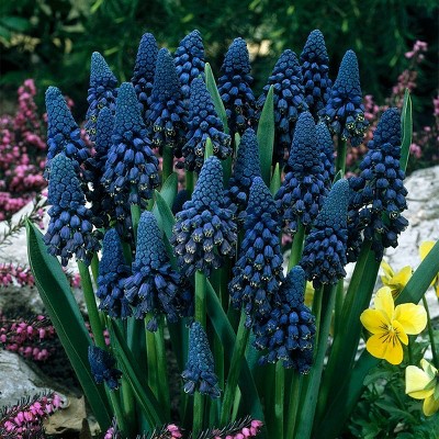 25ct Grape Hyacinths Giant Cobalt Blue Bulbs - Van Zyverden