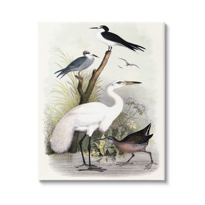 Stupell Industries Varied Crane Birds Gathered Riverbank Stream Botanicals Canvas Wall Art
