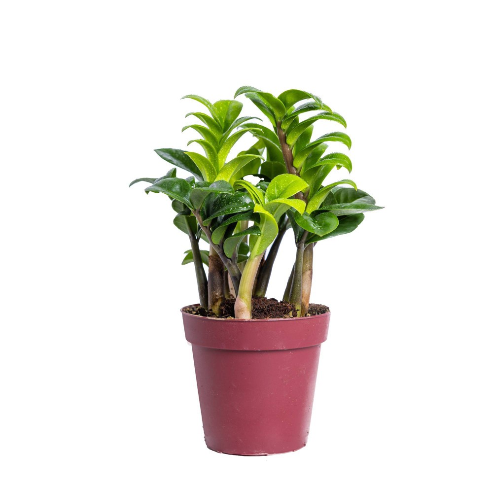 Live 4 Zenzi ZZ Houseplant in