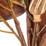 brown spray