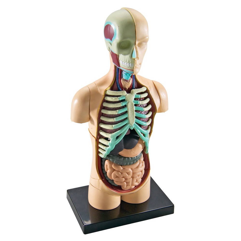 UPC 765023033366 product image for Learning Resources Human Anatomy Model - Body | upcitemdb.com