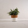 Terracotta Bottom Dipped Terracotta Planter - Foreside Home & Garden - 2 of 4