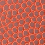 los angeles chargers