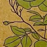 green tea with box (3 pieces)