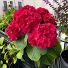 National Plant Network Live Outdoor 4" Red Beauty Hydrangea Plants - 3ct - 3 of 4