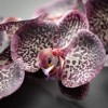 Sullivans Artificial Plum Phalaenopsis Spray 35"H - 2 of 2