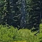 elegant brushed pewter