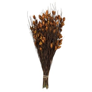 Vickerman 15-20" Natural Bell Grass with Seed Pods, Preserved - 1 of 4