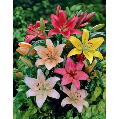 Van Zyverden Set of 7 Lilies Dutch Asiatic Mixture Bulbs