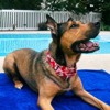 Country Brook Petz HossFit Jr Wide Martingale Dog Collar - Summer Breeze Collection - 2 of 4