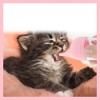 Unique Bargains UniqueBargains Kitten Bottle 1 Set - 3 of 4